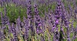 obrázek - Plateau De Valensole