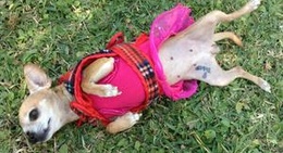 obrázek - San Sebastián de las Flores, Etla