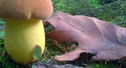 obrázek - mount pocono campground