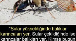 obrázek - Adana M1 Real