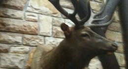 obrázek - Pine Mountain State Resort Park