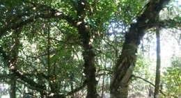 obrázek - ต้นลูกไหน