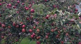 obrázek - Merridale Estate Cidery