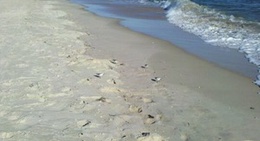 obrázek - St. George Island Beach