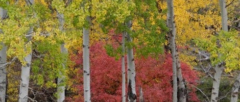 obrázek - Princeton