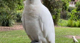 obrázek - Boronia Park