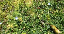 obrázek - 長山公園