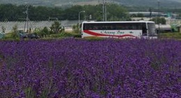 obrázek - オホーツク ラベンダー畑