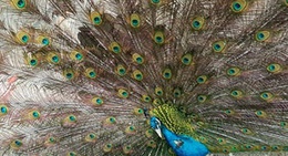 obrázek - Gradina Zoologica