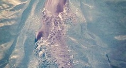 obrázek - Dolphin Reef