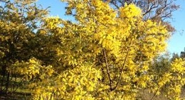 obrázek - Mt Rogers