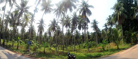 obrázek - Ban Bang Bao