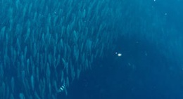 obrázek - Sardinasan