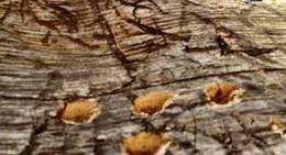 obrázek - Kings Canyon Sequoia NP