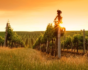 Vinice jižní Moravy