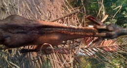 obrázek - Udi village