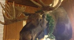 obrázek - The Krazy Moose 2