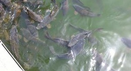 obrázek - Six Shooter Marina