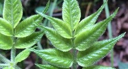 obrázek - 莲花山公园