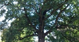 obrázek - 400-річний дуб / 400-year-old oak