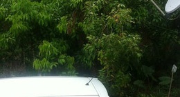 obrázek - Kebun Rambutan