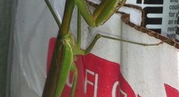 obrázek - Murphy USA