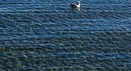 obrázek - Newport Marina