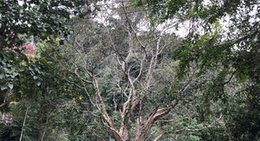 obrázek - วัดปางกื้ด