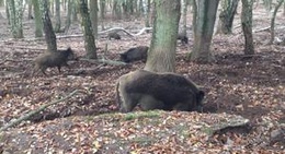 obrázek - Hochwildpark Rheinland