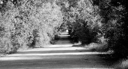 obrázek - Drienovec