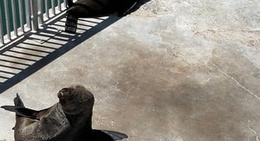 obrázek - Two Oceans Aquarium