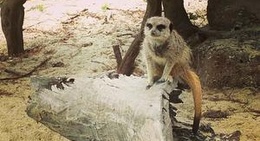 obrázek - Werribee Open Range Zoo