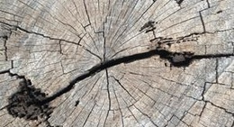 obrázek - Apache National Forest