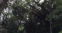 obrázek - アコウのアーチ