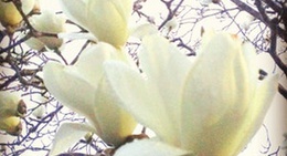 obrázek - 龍王公園