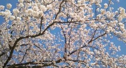 obrázek - Ohori Park (大濠公園)