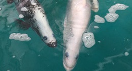 obrázek - Hook A Barra