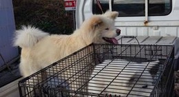 obrázek - 七里長浜きくや商店 (わさおの店)