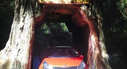 obrázek - Tour-thru Tree