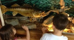 obrázek - The Village Wheel