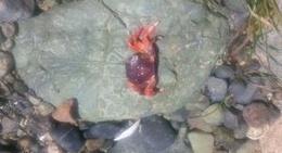 obrázek - Nanoose Bay Pentecostal Camp