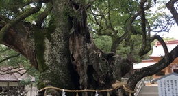 obrázek - 乎知命御手植の楠