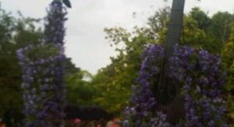 obrázek - งานเทศกาลเชียงรายดอกไม้งาม