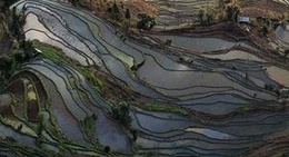 obrázek - Yuanyang Rice Terrace Fields