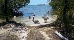 obrázek - Florida Keys Wild Bird Center