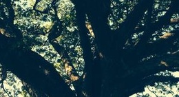 obrázek - Anderson Park Botanical Gardens