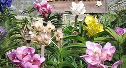 obrázek - สวนผึ้งออร์คิด