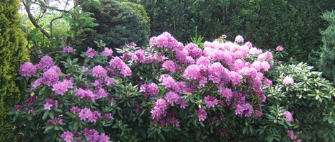 obrázek - Buczkowice