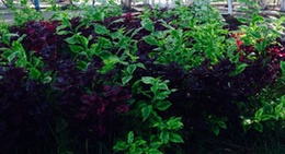 obrázek - Parque Jagüey