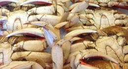 obrázek - Spud Point Crab Company